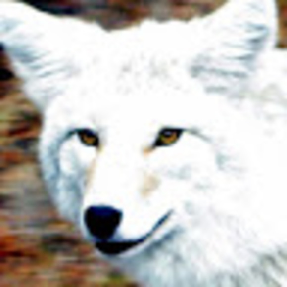 Meet your Posher, Cecilia - Picture 1 of 1